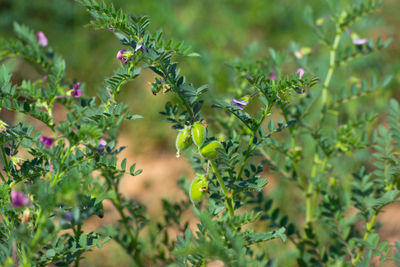 Chickpeas pod with green young plants in the field