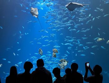 People swimming in aquarium