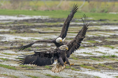 Bald eagles action