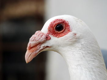 Close-up of a bird