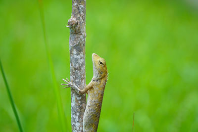 Close-up of a lizard on tree