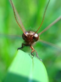 Close-up of insect on leaf