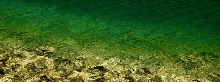 Full frame shot of turtle in water