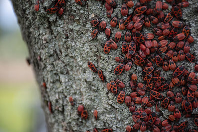 Close-up of insect on tree trunk