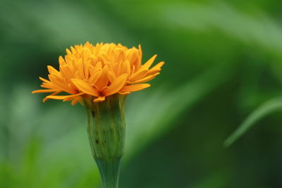 Close-up of yellow flower