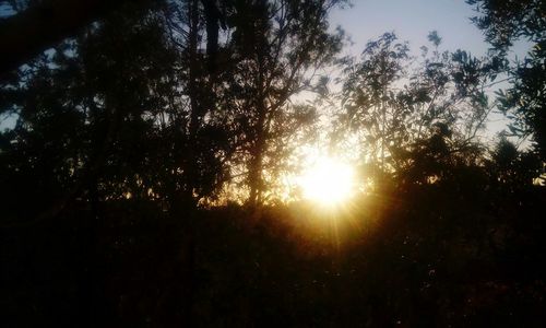 Sun shining through trees in forest