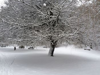 Trees on snow covered landscape