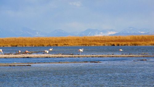 Birds in lake against sky