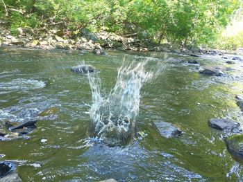 View of waterfall in forest