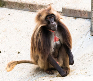 Close-up of monkey sitting outdoors