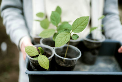 Close-up of potted plant