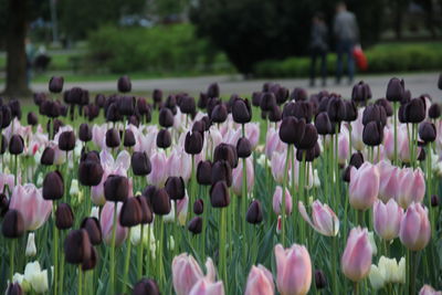 Close-up of tulips in field