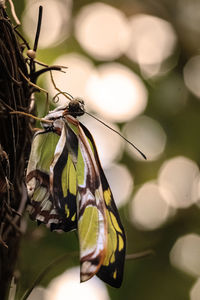 Close-up of butterfly pollinating flower