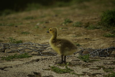 Close-up of gosling on ground