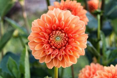 Close-up of coral dahlia blooming outdoors