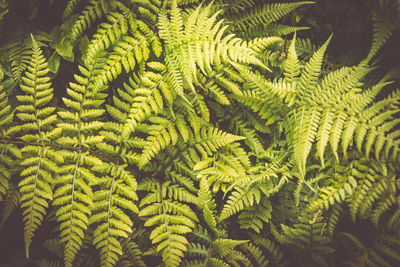 Close up of beautiful growing ferns in the forest. natural floral fern background in sunlight.