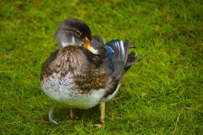 Close-up of duck on field