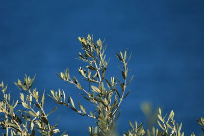 Close-up of stalks against blue sky