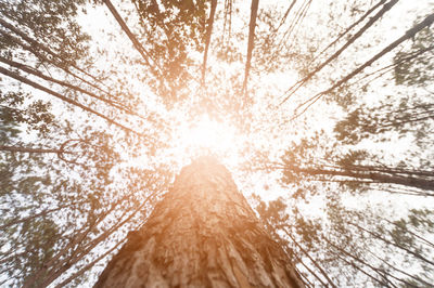 Low angle view of trees