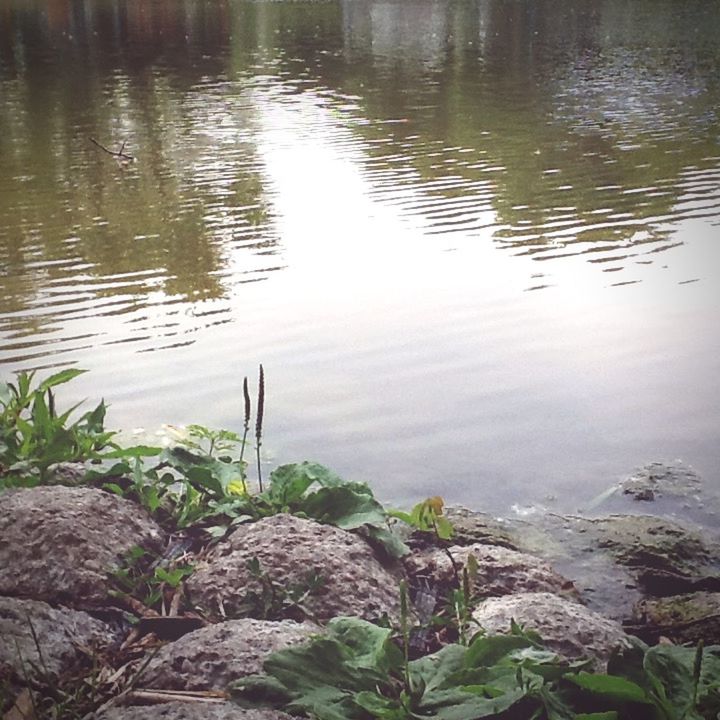 water, lake, reflection, tranquility, nature, high angle view, pond, plant, beauty in nature, leaf, rippled, tranquil scene, lakeshore, outdoors, day, rock - object, no people, scenics, river, growth