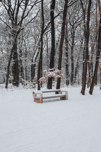 Trees on snow covered field