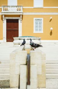 Birds perching on building