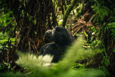 Female gorilla in lush forest. ideal for wildlife, nature and conservation projects