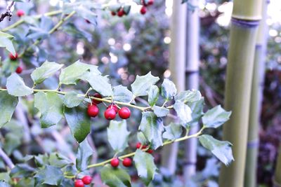 Close-up of berries growing on tree