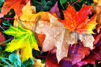 Close-up of autumn leaves