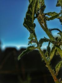 Close-up of plant against blurred background