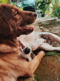 View of two dogs