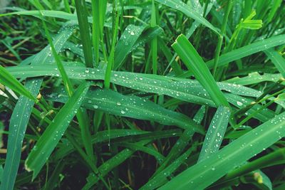 Full frame shot of wet grass