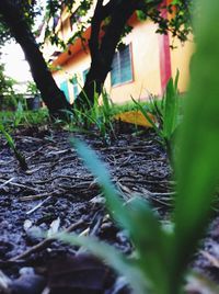 Plants growing on a tree