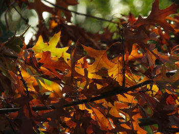 Close-up of maple leaves during autumn