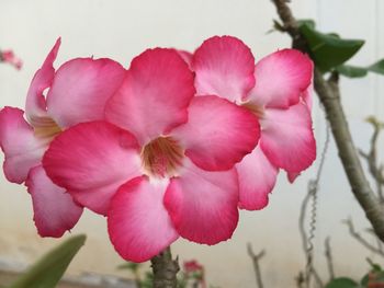 Close-up of pink flowers blooming outdoors