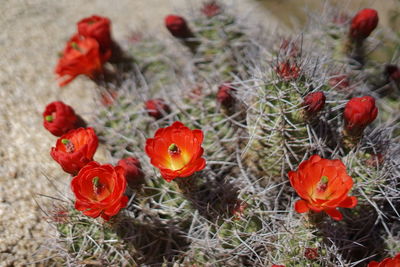 High angle view of red cactus flowers