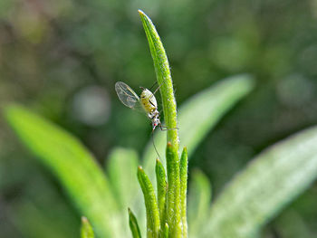 Insect on green plant