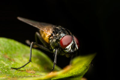 Close-up of fly