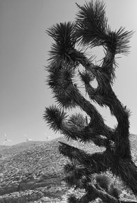 Palm trees against sky