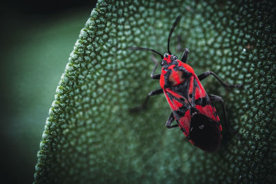 Red beetle on sage leaf