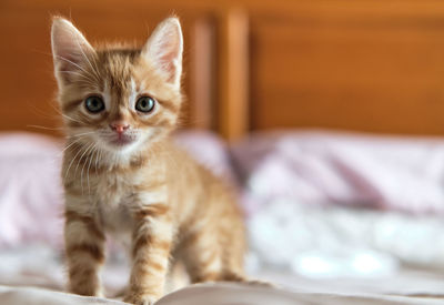 Portrait of kitten on bed