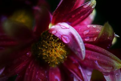 Close-up of pink flower