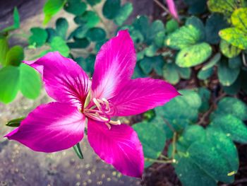 Close-up of pink flower blooming outdoors