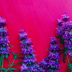 Close-up of purple flowering plants against wall