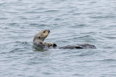 View of sea otter in sea