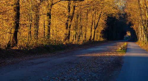 Road amidst trees in forest during sunset