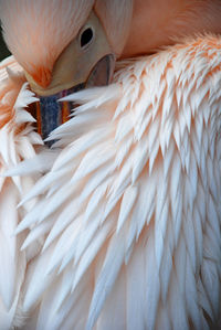 High angle view of a bird