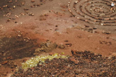 Close-up of insect on ground