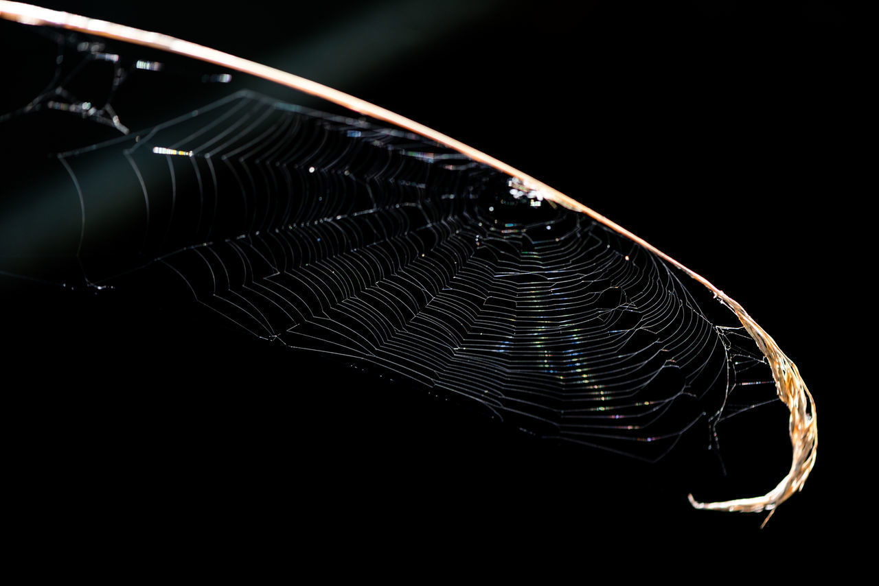 CLOSE-UP OF A SPIDER WEB