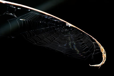 Close-up of spider web against black background